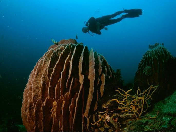 Hotel Anilao Scuba Dive Center Batangas Exterior foto